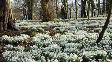 Orang-orang berjalan di antara hamparan tetesan salju di halaman Burton Agnes Hall, dekat Bridlington, Inggris, pada 15 Februari 2022. Hutan yang bersebelahan dengan Burton Agnes Hall, terkenal dengan ribuan tetesan salju yang muncul setiap bulan Februari. (OLI SCARFF/AFP)