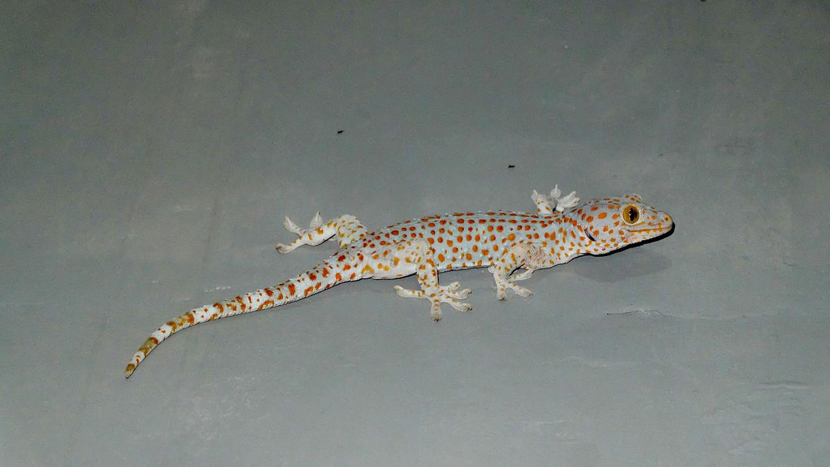 7 Makanan Kesukaan Cicak di Rumah Anda yang Jarang Diketahui, Simak Cara Mengurangi Populasinya