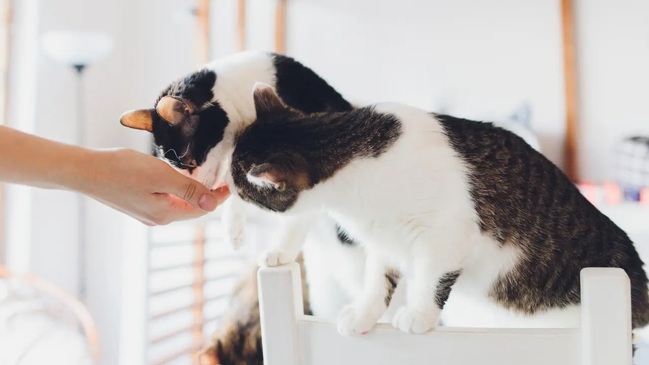 Praktis dan Lezat, Amankah Chicken Nugget sebagai Makanan Kucing?