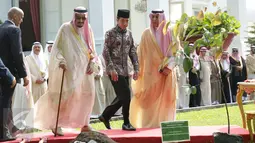 Raja Arab Saudi Salman bin Abdulaziz Al Saud didampingi oleh Presiden Joko Widodo saat akan menanam Pohon Ulin di halaman tengah Istana Merdeka, Jakarta, Kamis (2/3). (Liputan6.com/Angga Yuniar)
