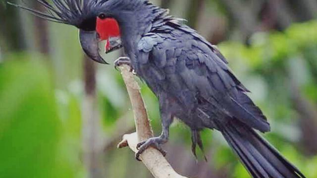 Polisi Hutan Amankan 6 Burung Ceriwis Langka Regional Liputan6 Com