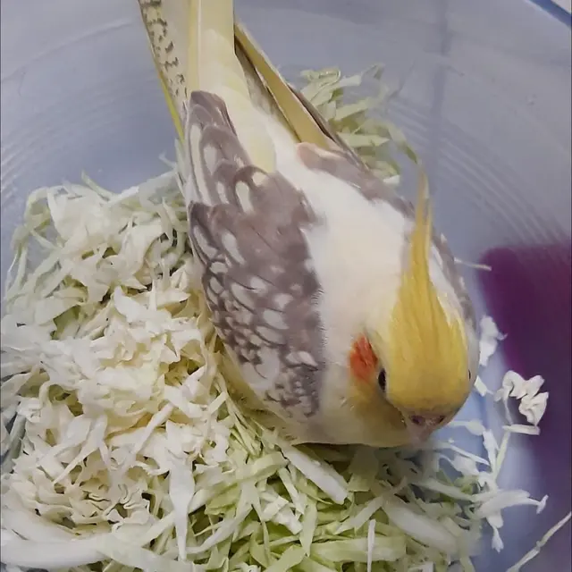 6 Potret Burung Ikut Makan Ini Bikin Tepuk Jidat,