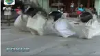 Para peserta lomba harus masuk ke dalam karung dalam kondisi jongkok. Kemudian peserta diberi helm oleh panitia sebagai sebagai pelindung.