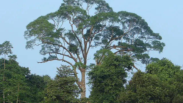 Mengaris (Koompassia excelsa)