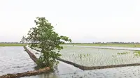 Petani memanfaatkan air dari saluran pembuangan di Kali Pararel Kumpul Kuista. Mereka membuat saluran sodetan sepanjang 36 meter dengan terpal dan air didistribusikan dengan saluran air sepanjang 750 m ukuran lebar 120 cm dan kedalaman 50 cm.