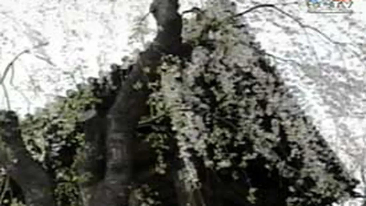 010403dLnSakura.jpg