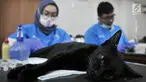 Dinas KPKP Jakarta Timur bersama tim dokter dari Pusat Pelayanan Kesehatan Hewan dan Peternakan saat melakukan sterilisasi atau kebiri kucing jantan di Kantor Kecamatan Duren Sawit, Jakarta, Rabu (27/2). (Merdeka.com/Iqbal S. Nugroho)