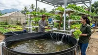 Cara Menjaga Kualitas Air Kolam Nila di Bawah Hidroponik agar Ikan dan Tanaman Sama-Sama Sehat