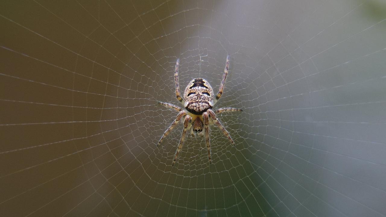 Mimpi Laba-Laba yang Membawa Peruntungan