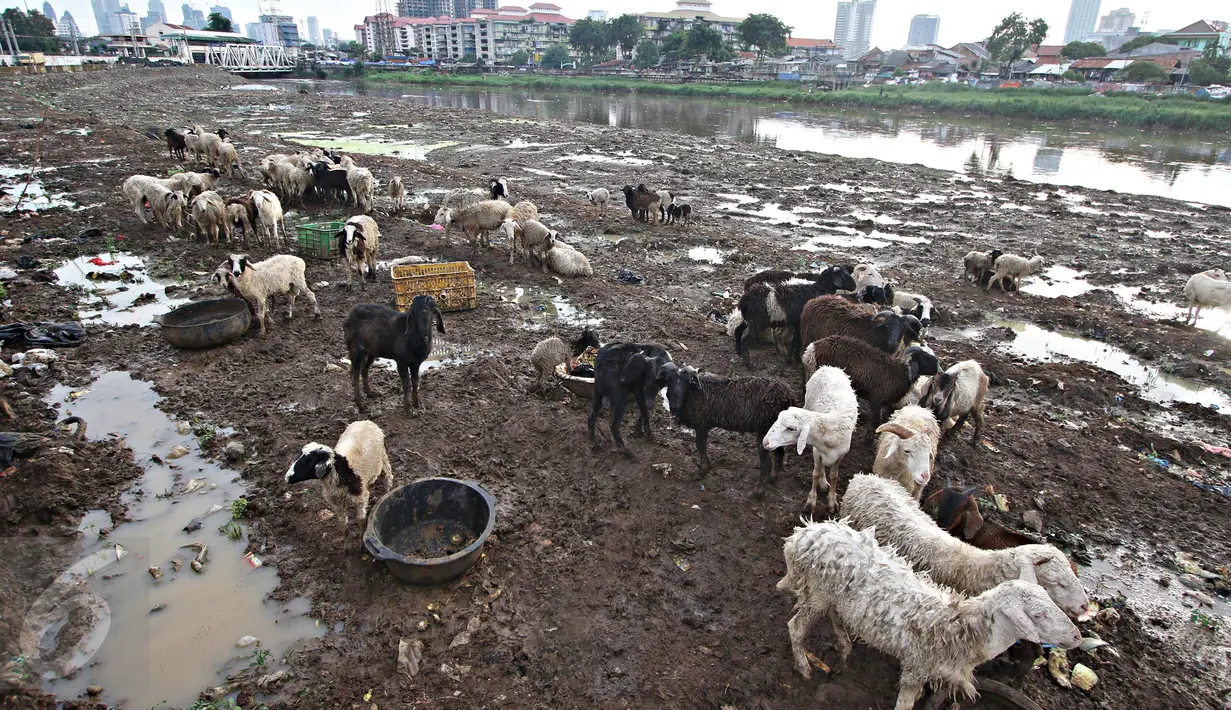 Puluhan kambing mencari makan di jalur inspeksi Kanal Banjir Barat, Jakarta, Rabu (17/2). Hal ini terjadi karena  terbatasnya ruang terbuka hijau di ibu Kota. (Liputan6.com/Immanuel Antonius)