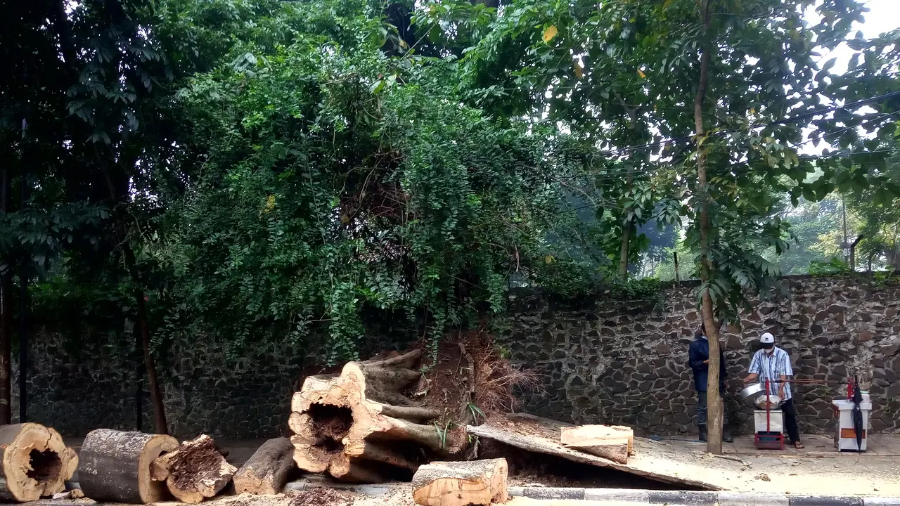 pohon tumbang