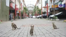 Tiga kucing terlihat di kawasan Pasar Baru, Jakarta Pusat, Senin (4/5/2020). Adanya program PSBB menyebabkan hampir seluruh pertokoan di salah satu pusat tekstil Ibukota tersebut berhenti beroperasi dan lebih sepi dibanding hari biasa. (Liputan6.com/Immanuel Antonius)