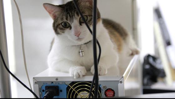  Kantor Ini Berikan Bonus Bagi Karyawan yang Membawa Hewan Peliharaan