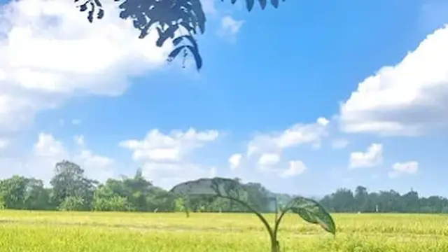 Warung Tengah Sawah (WTS)