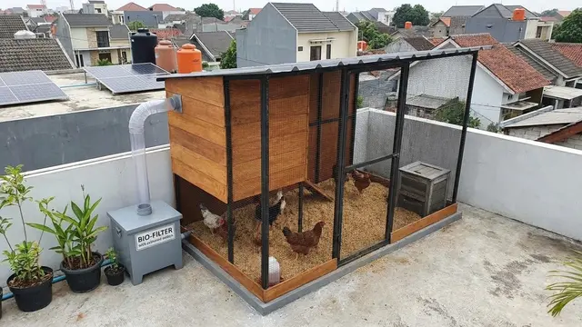 Kandang Ayam di Rooftop Rumah