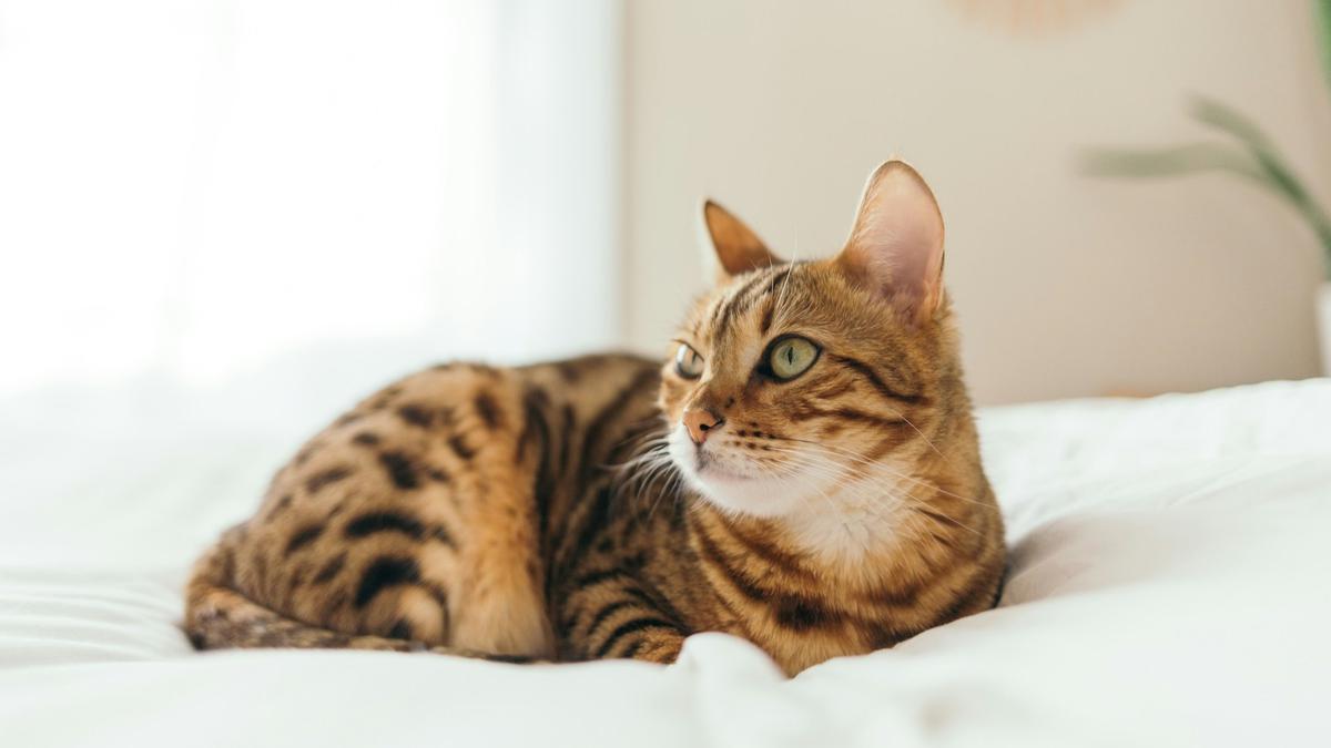 Curated visual reference: Why Do Cats Hate Water And Tips When Bathing Your Photo Inspiration