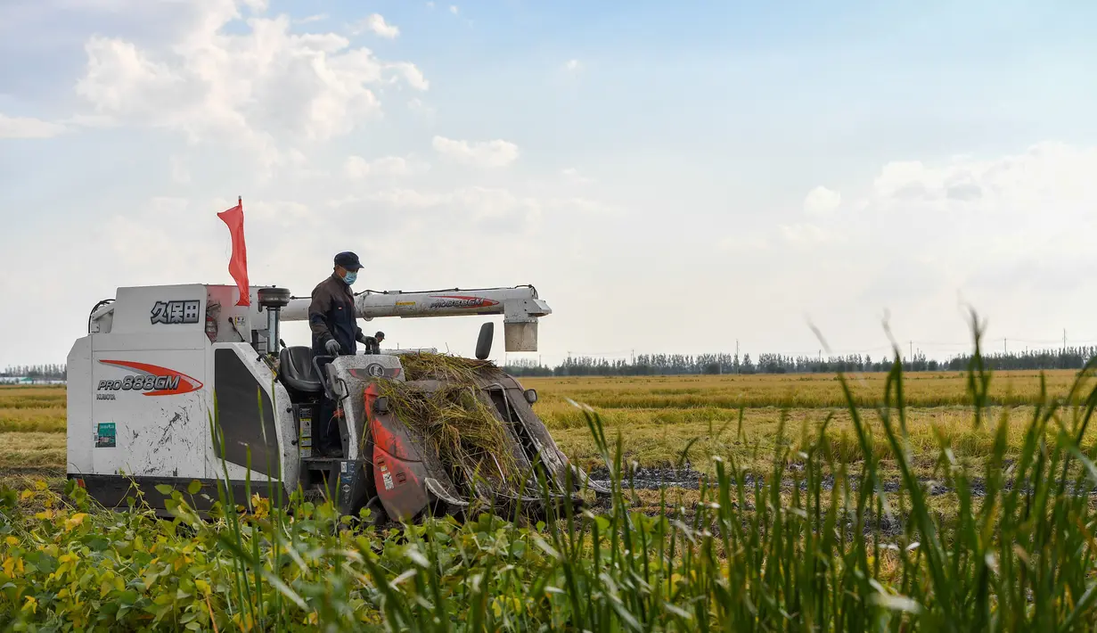 Seorang warga desa memanen padi di sebuah sawah di wilayah Yongji, Jilin, Provinsi Jilin, China timur laut, 16 September 2020. Sawah-sawah di Jilin telah memasuki musim panen. (Xinhua/Zhang Nan)