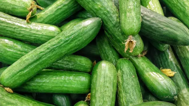Mentimun, Sayuran Segar yang Cepat Dipanen dan Cocok untuk Kebun Rumahan