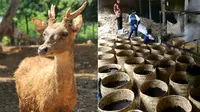Unik, Penangkaran Rusa di Desa Wisata Margorejo  