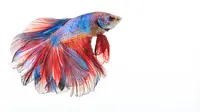 12 Jenis Ikan Cupang yang Banyak Diminati Beserta Cara Merawatnya
