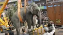 Petugas menggunakan crane untuk mengangkat seekor gajah usai dilumpukan dengan tembakan bius di Siliguri negara bagian Bengal Barat, India, Rabu (10/2). Gajah yang panik itu lari membabi buta sebelum terkena obat penenang. (AFP PHOTO/Diptendu Dutta)