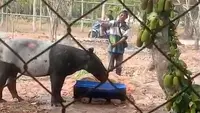 Tapir Terperosok di Perkebunan Sawit, Lokasinya Cuma 800 Meter dari Tol