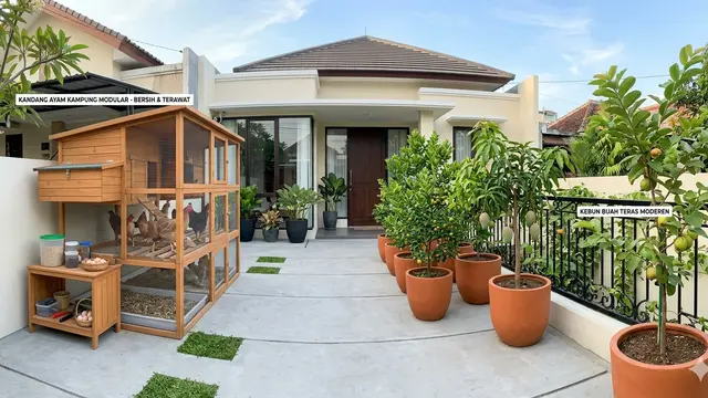 Ide Usaha Ternak Ayam Kampung dan Pohon Buah Mini/Gemini