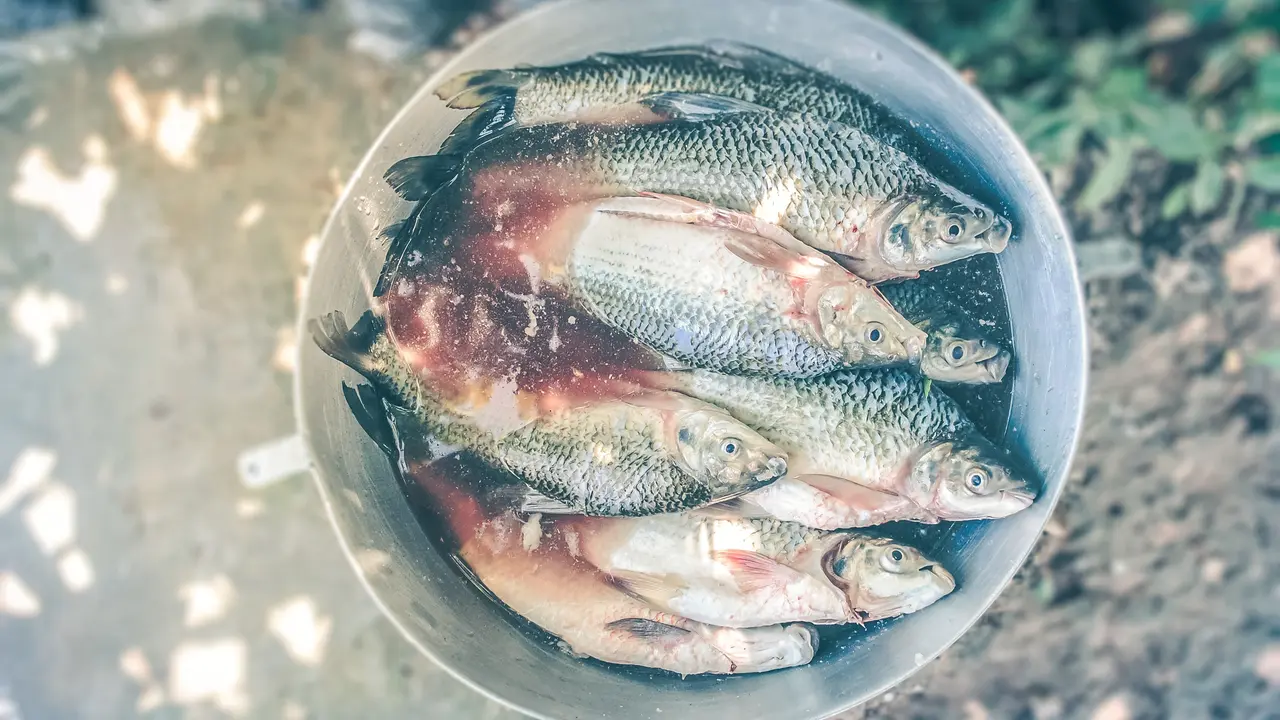 ikan