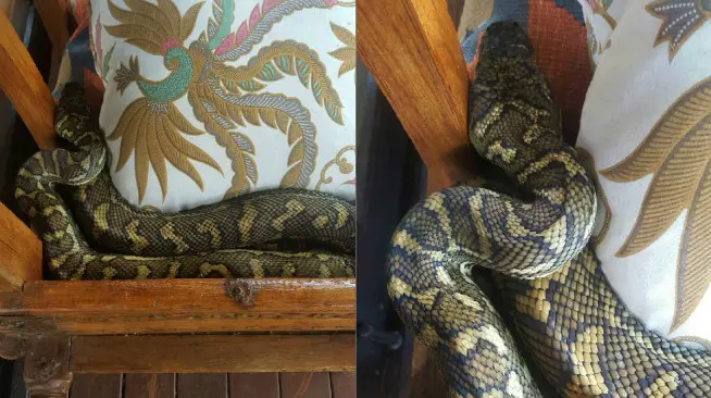 Seekor ular piton bergelung di tempat tidur kucing milik warga Mt. Tamborine, Queensland, Australia. (Sumber Facebook/Gold Coast and Brisbane Snake Catcher)