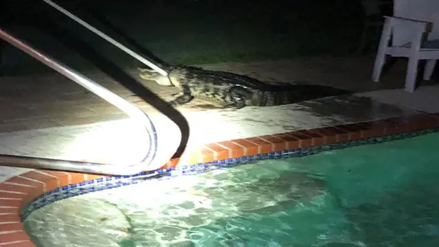 Perempuan Ini Terbangun dan Menemukan Alligator Berenang di Kolamnya