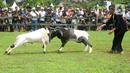 Warga tampak antusias untuk menyaksikan acara ini dengan mendekati area lapangan yang dijadikan lokasi adu domba. (merdeka.com/Arie Basuki)