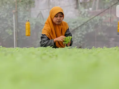Karyawan menata sayur hidroponik jenis bayam di Serua Farm, Bojongsari, Depok, Jawa Barat, Jumat (26/6/2020). Kebun sayur yang berdiri di atas lahan seluas 1200 meter persegi dengan 25.000 lubang tanam menyediakan sayuran hidroponik bebas pestisida. (Liputan6.com/Fery Pradolo)