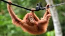 Orangutan bernama Keupok Rere berayun pada tali saat dilepasliarkan di Cagar Alam Hutan Pinus Jantho, Aceh Besar, Selasa (18/6/2019). Sampai saat ini BKSDA Aceh dan SOCP sudah melepasliarkan 121 individu di Cagar Alam Hutan Pinus Jhanto. (CHAIDEER MAHYUDDIN/AFP)