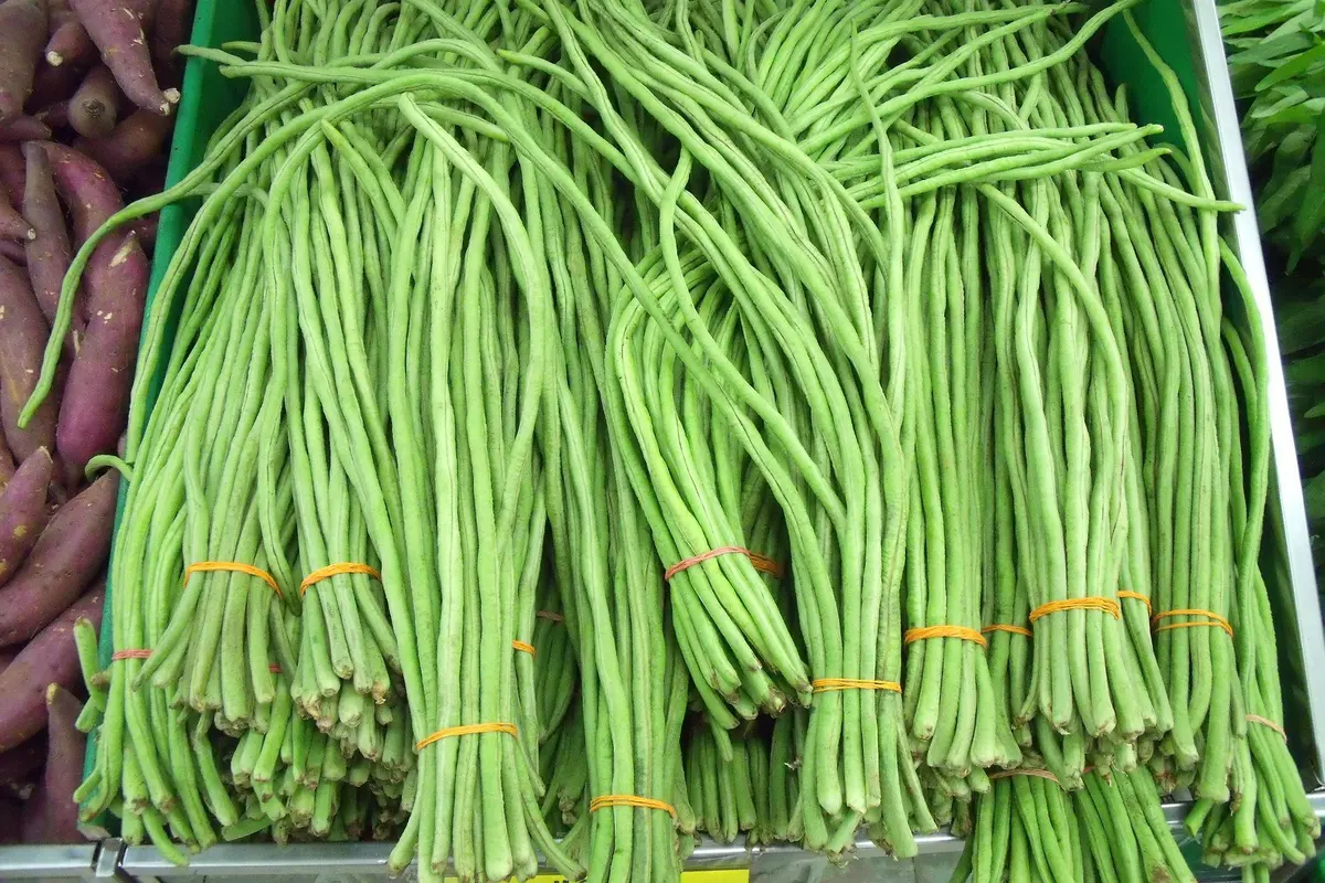 Ilustrasi Kacang Panjang