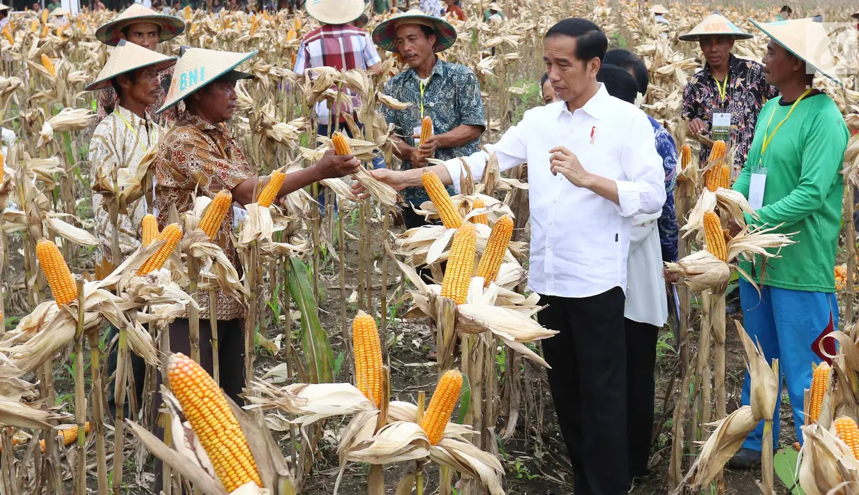 Presiden Joko Widodo (Jokowi) berdialog dengan petani saat panen raya jagung di Perhutanan Sosial, Ngimbang, Tuban, Jawa Timur, Jumat (9/3). Di sela acara itu, Jokowi juga menyerahkan 13 Surat Keputusan Perhutanan Sosial. (Liputan6.com/Angga Yuniar)
