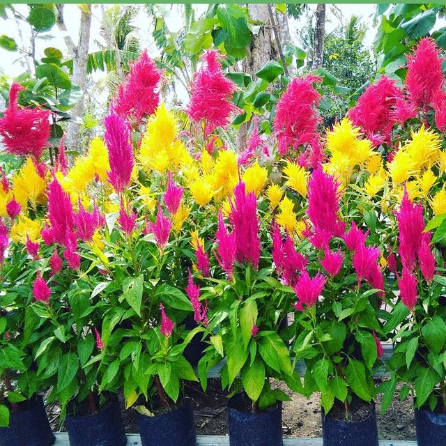 Daftar Harga Bibit Bunga Celosia Bulan April 2021 Terbaru