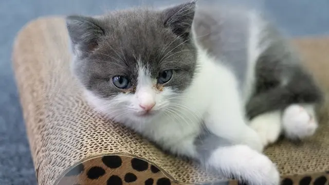 Kucing Kesayangannya Mati, Pria Ini Habiskan Rp 500 Juta Untuk Kloning