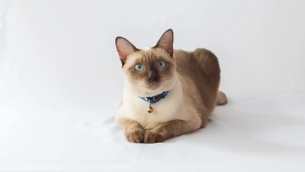 Ilustrasi kucing