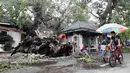 Akibat terpaan topan Rammasun, (17/7/2014), sebuah pohon besar di Batangas, Manila, tumbang. (REUTERS/Erik De Castro)