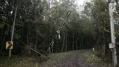 Akses jalan menuju Dusun Sogra yang dipenuhi pohon tumbang dan abu vulkanik di Desa Sebudi, Karangasem, Bali, Minggu (3/12). (Liputan6.com/Immanuel Antonius)