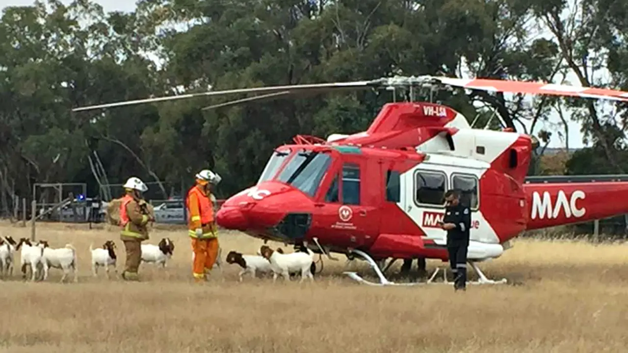 Helikopter 'Menyerah' Kepada Kambing *OTW