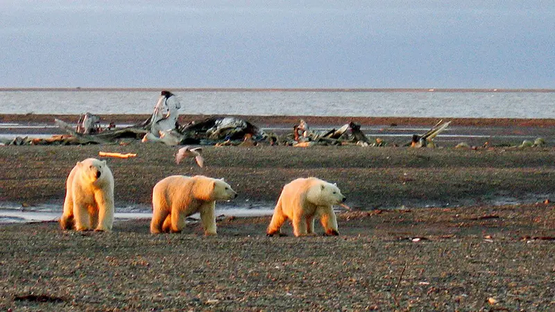 Ilustrasi beruang kutub yang terkena dampak perubahan iklim.