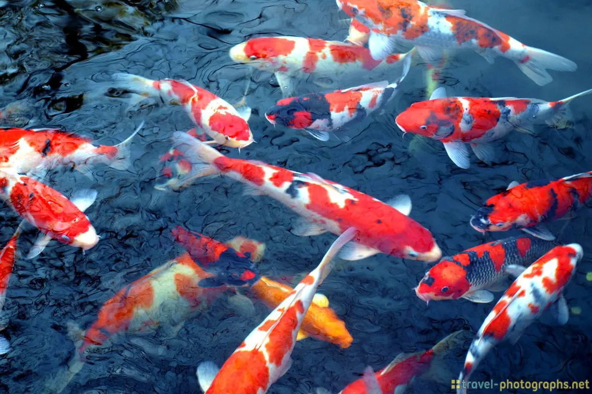 [Bintang] Ikan Koi