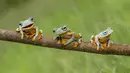 Ketiga katak lucu ini sepertinya tahu bahwa mereka sedang difoto. Merekapun memasang gaya masing-masing, Kalimantan.(dailymail)
