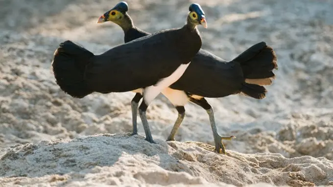 Burung Khas Indonesia dengan Balutan Misteri yang Belum Terkuak