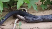 Ular dimuntahkan reptil lain yang ukurannya lebih besar. (Christopher Reynolds)