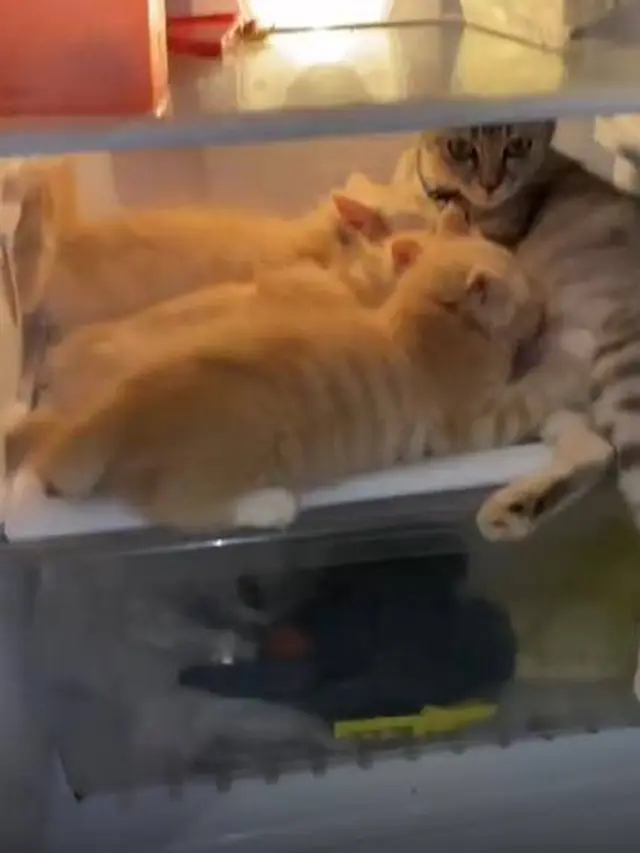 10 Momen Nyeleneh Kucing Masuk Kulkas, Ada yang Nyantai Hingga Cari Makanan