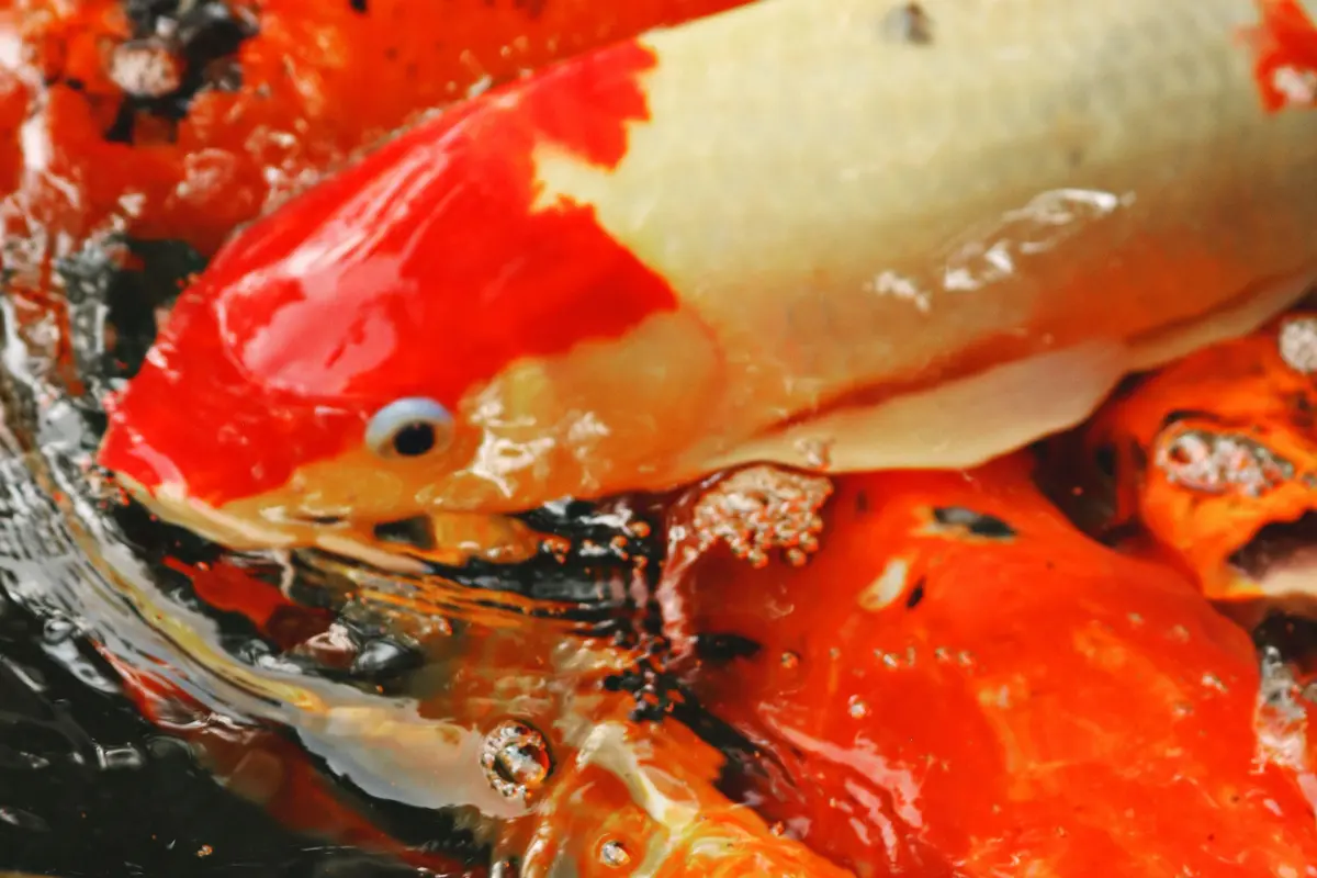 Ikan koi