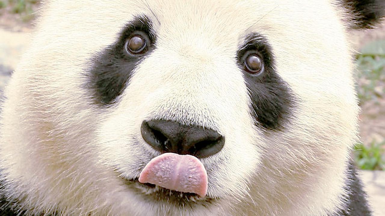 Cara Menyamarkan Lingkaran Hitam Tanpa Concealer