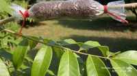 11 Rekomendasi Tanaman Buah Cangkokan dalam Pot, Cepat Berbuah, Mudah Dirawat